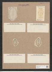 Navicula nebulosa Greg. (de-Toni-Nr.: Genus 1, Species 373) Zeichnungen Sammlung Grunow Nr. 840 (NHMW-BOT-W0367274)
